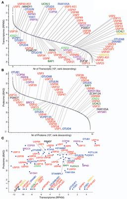 Comprehensive Landscape of Active Deubiquitinating Enzymes Profiled by Advanced Chemoproteomics